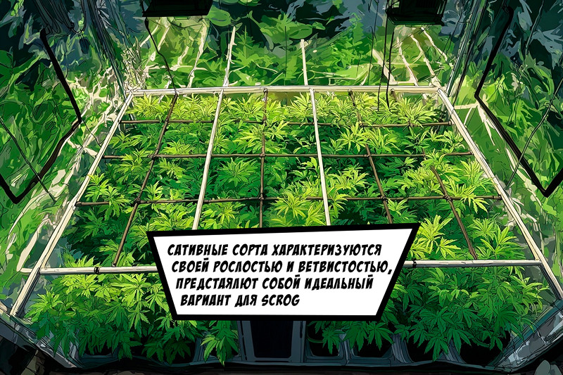 Какие сорта подходят для ScrOG