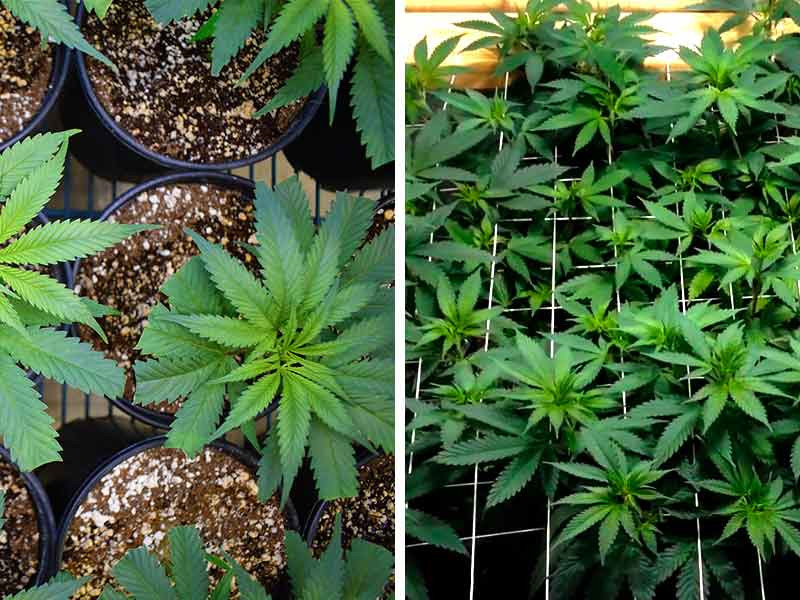 Техники контроля роста и повышения урожайности SOG и SCROG SOG и SCROG