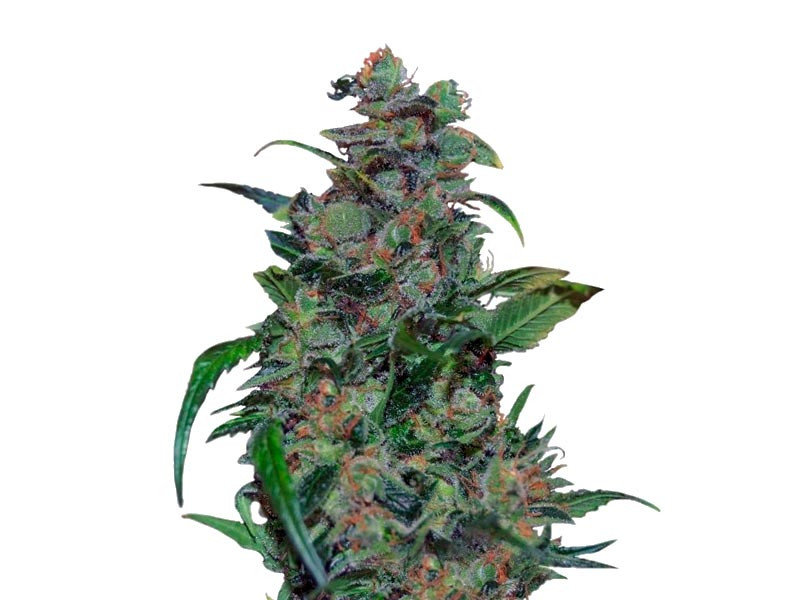 Сорт Tank fem Tank fem