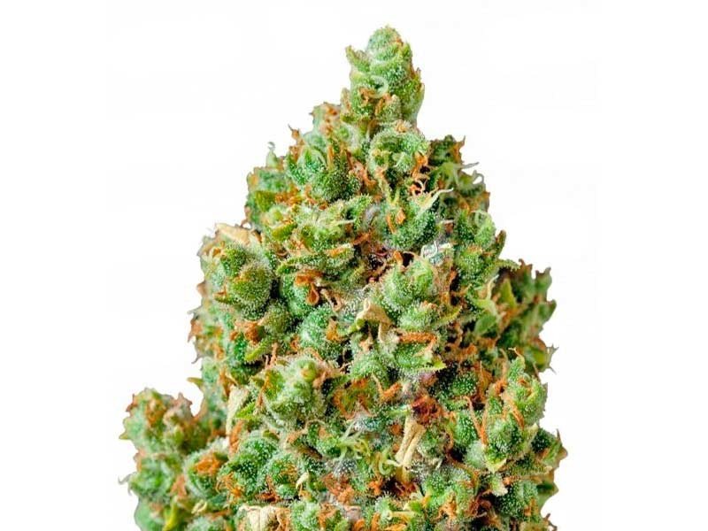 Сорт конопли Critical Kush fem Сорт Critical Kush fem