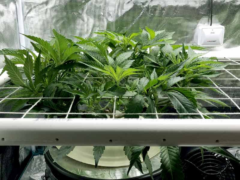 Низкий ScrOG ScrOG, низкий скрог
