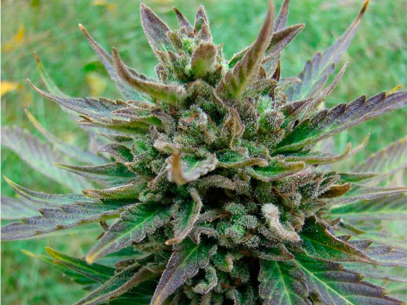 Быстрый сорт B. Lee Auto (Kickass Auto) fem B. Lee Auto (Kickass Auto) fem (Kannabia Seed)