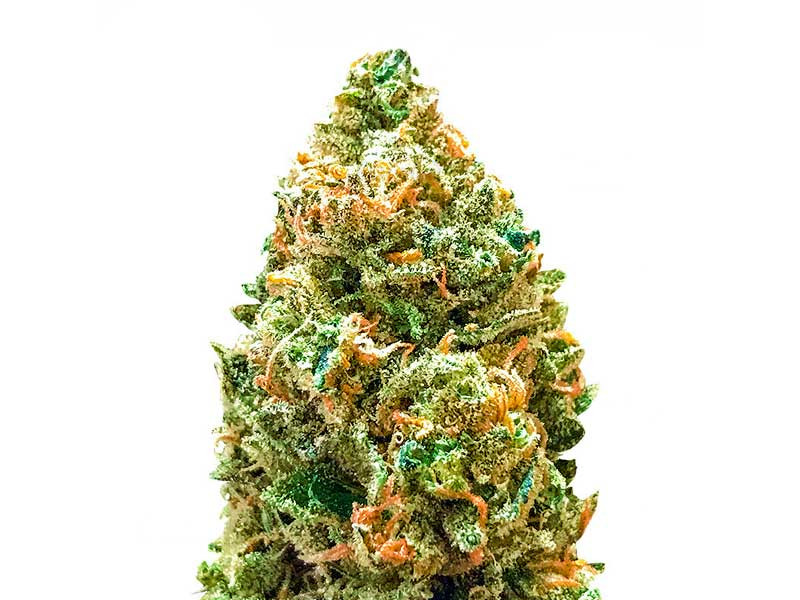 Сорт конопли CBD Kong`s Kush Bruce Banner Auto