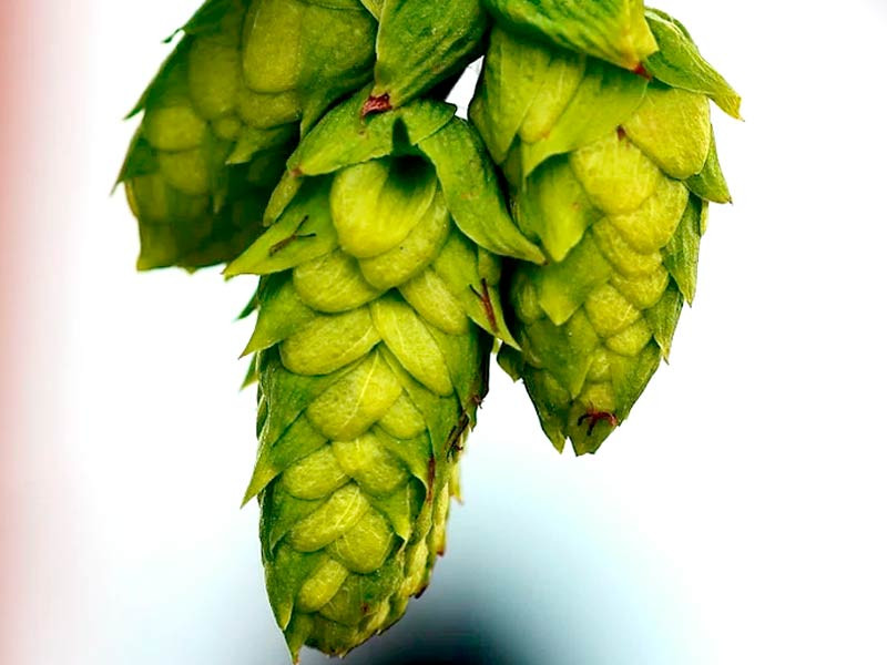 Хмель - дальний родственник конопли Хмель дальний родственник конопли