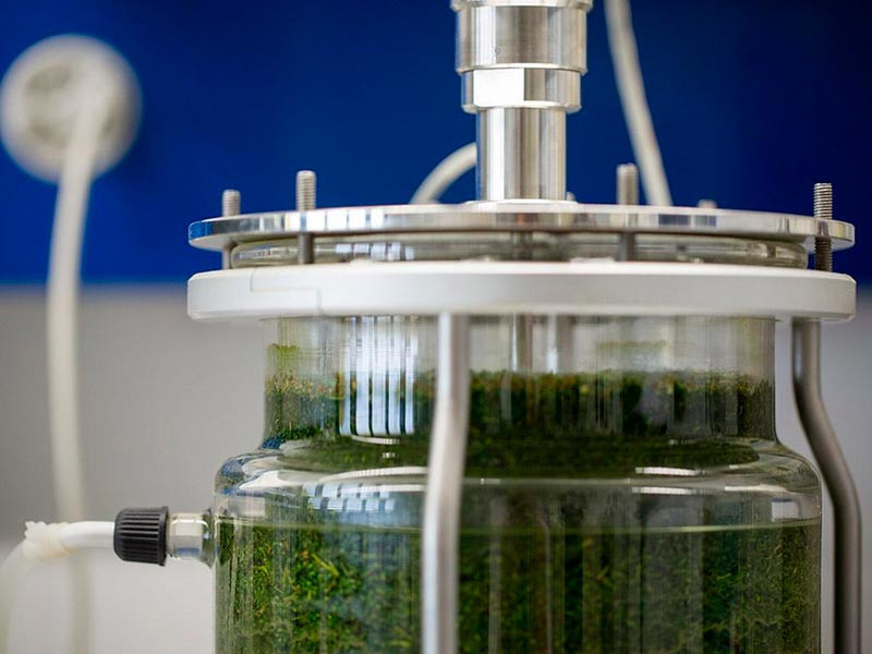 Настойка на марихуане Настойка на конопле