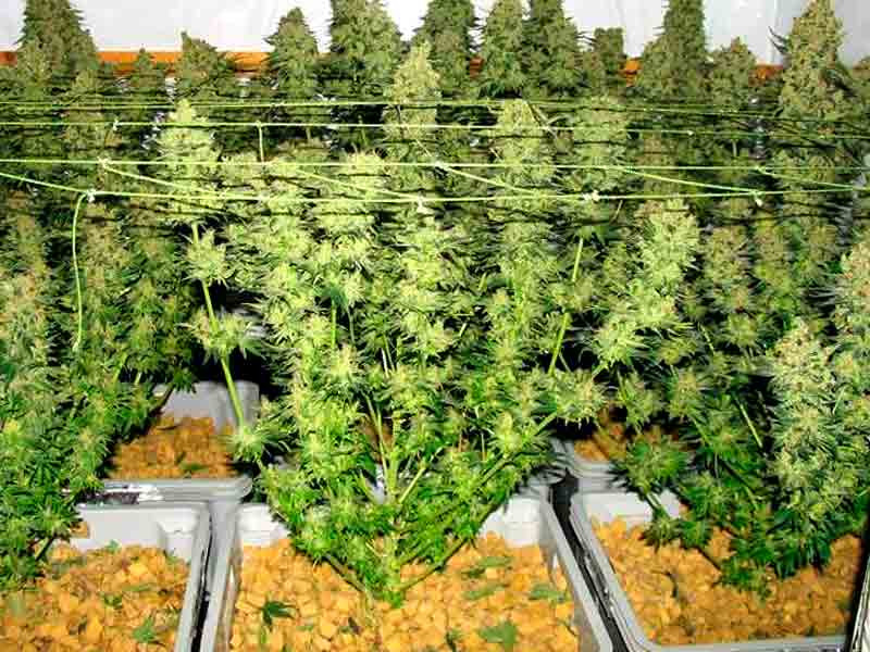 Сорта подходящие для выращивания на гидропонике Сорта для гидры