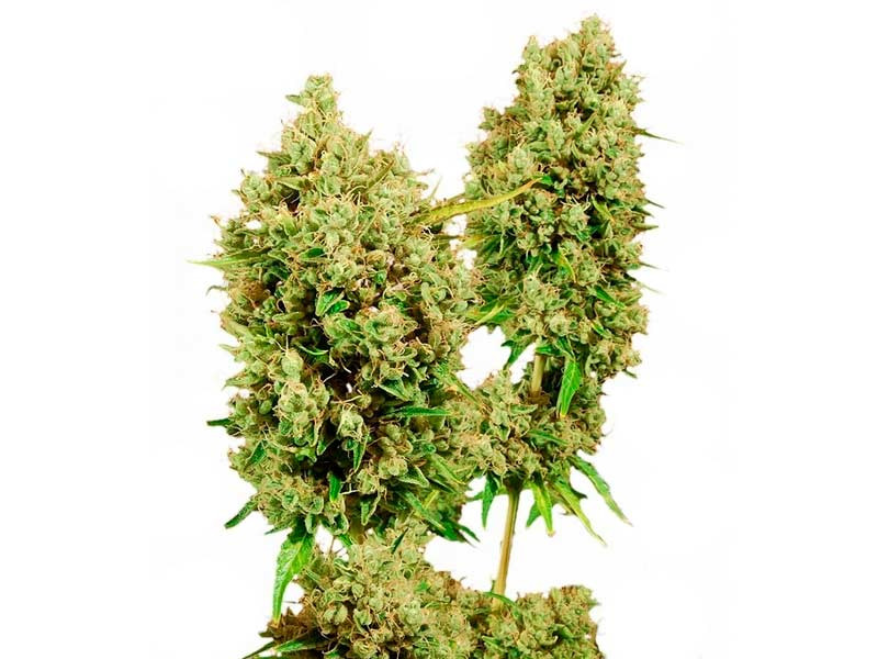 Сорт конопли LSD fem Сорт LSD fem