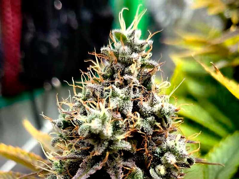 Сорт Pineapple Chunk от Barney`s Farm Pineapple Chunk от Barney`s Farm