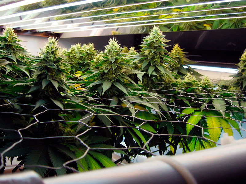 Техника SrcOG защитит куст излома веток с шишками SrcOG для поддержки веток конопли