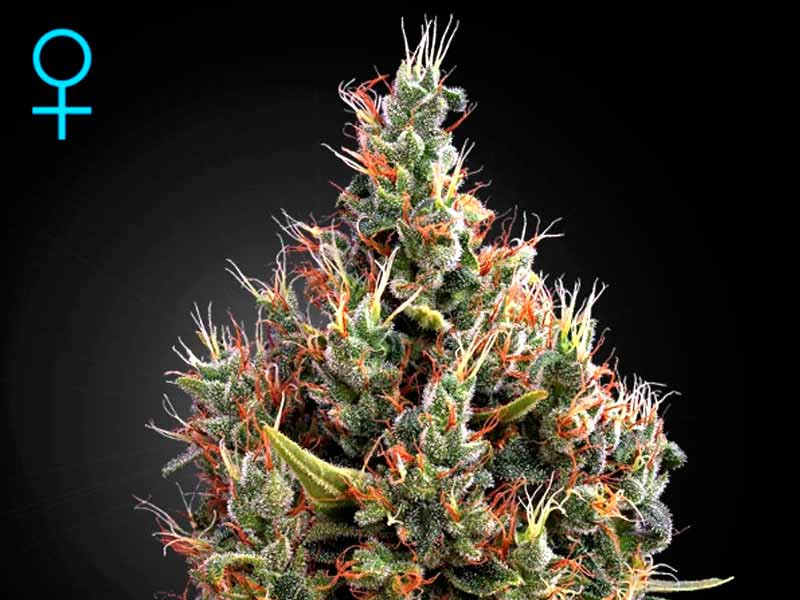Сорт конопли Big Bang Auto fem Big Bang Auto fem