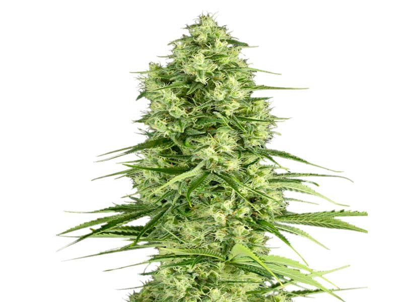 Santa Sativa от Dinafem Seeds Santa Sativa