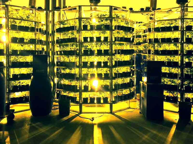 Вертикальное выращивание марихуаны Вертикальное выращивание конопли