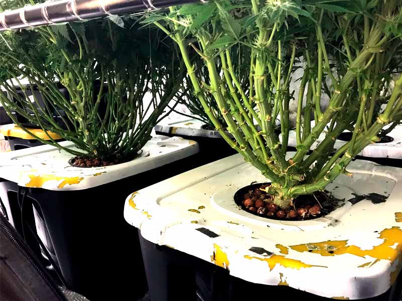 Выращивание конопли на гидропонике Конопля на гидропонике