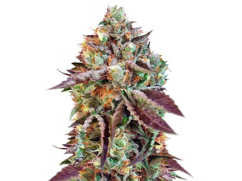 Медицинский сорт конопли Sweet Nurse Auto CBD Sweet Nurse Auto CBD