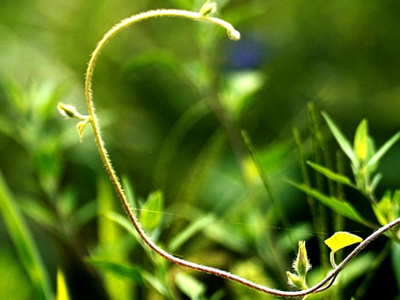 Мутация Лоза Лоза конопли