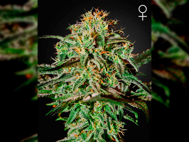 AMS от Green House Seeds AMS fem - сбалансированное воздействие