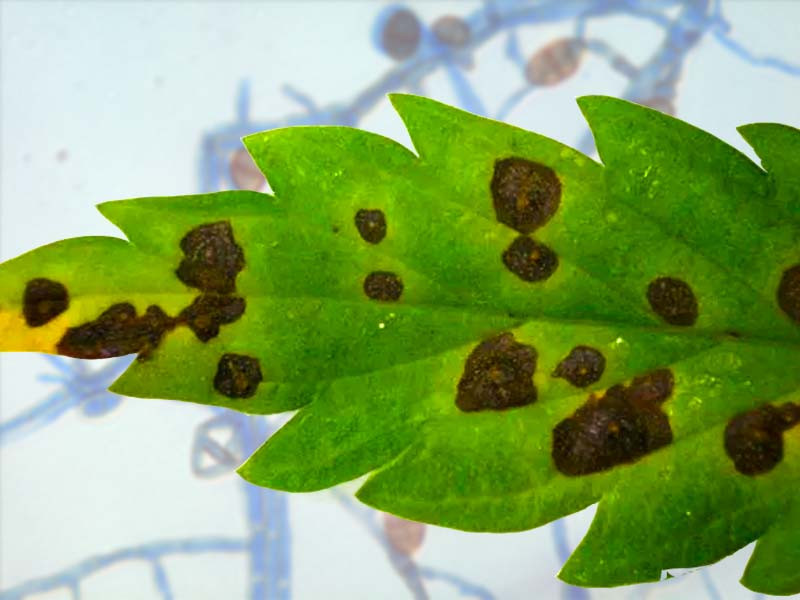 Альтернария на листе каннабиса Альтернария на листе