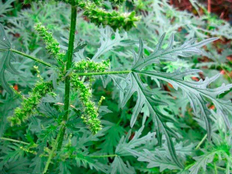 Крапива коноплевая Крапива коноплевая